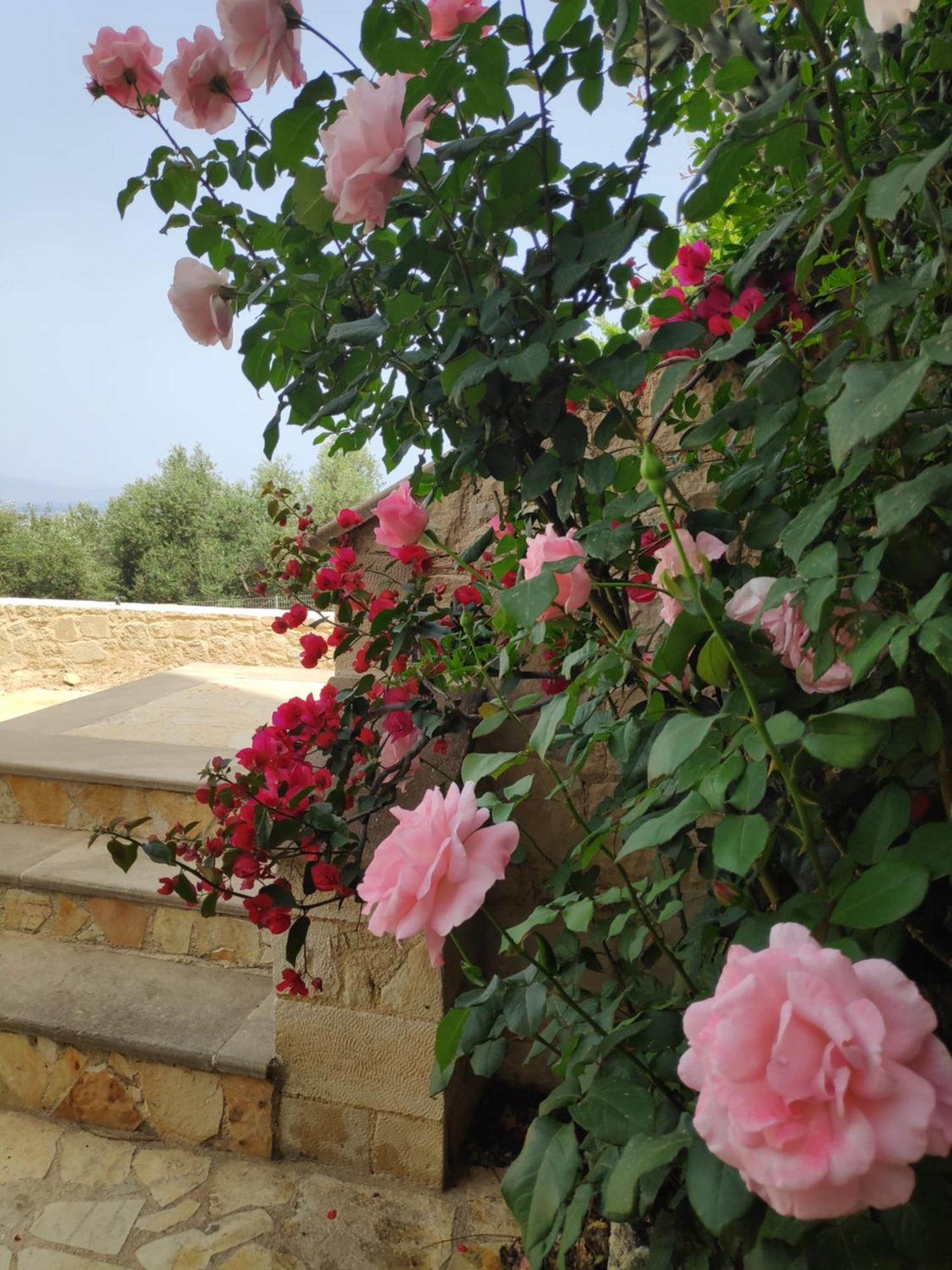 Xenia'S Countryside Guesthouse Agia Marina Exteriör bild